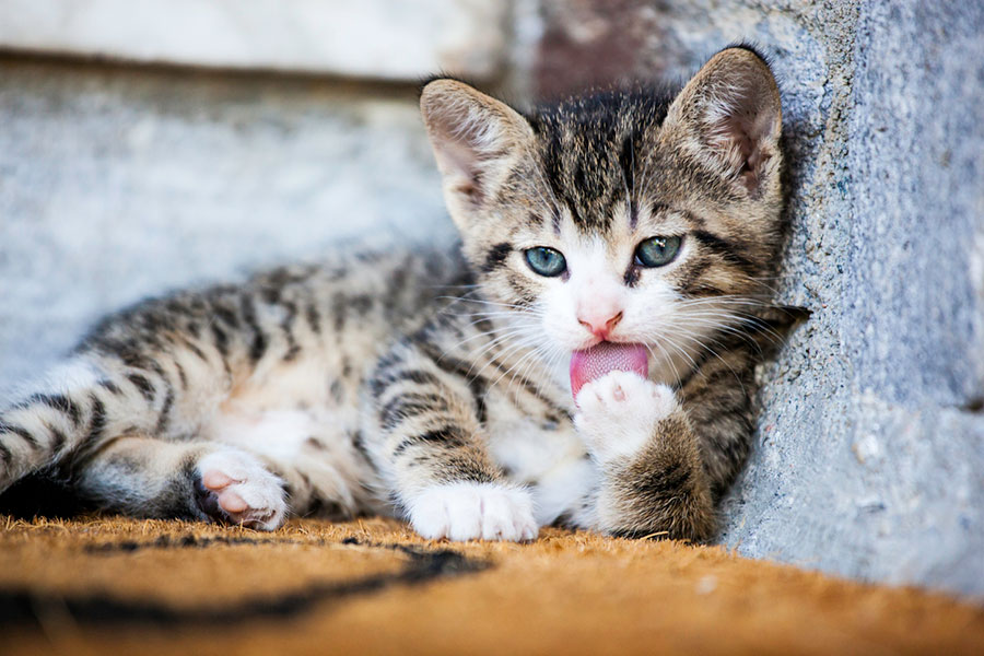 ¿Por qué los gatos lamen su pelaje?