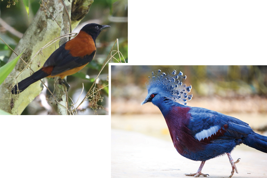 Aves, El pitohuí encapuchado, goura Victoria