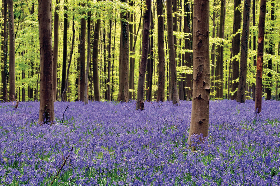 Bosque de Hallerbos, BÉLGICA