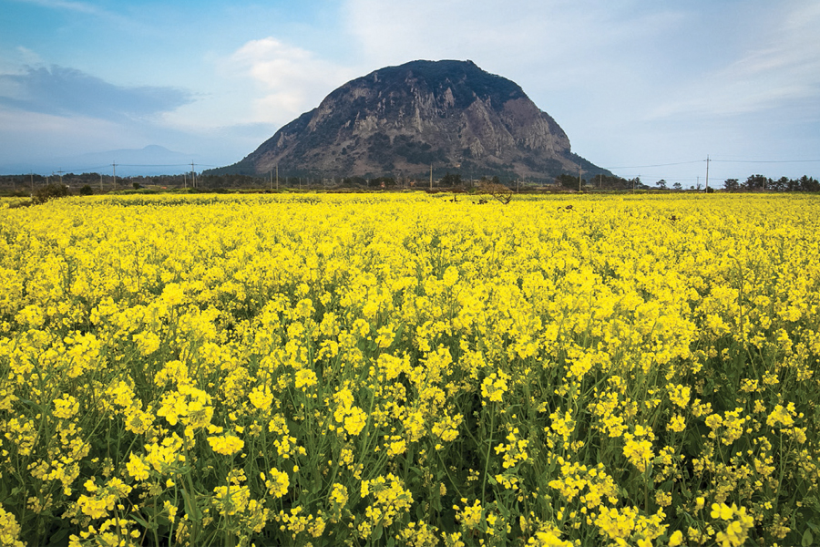Isal de jeju