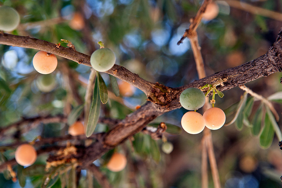 Árbol de marula