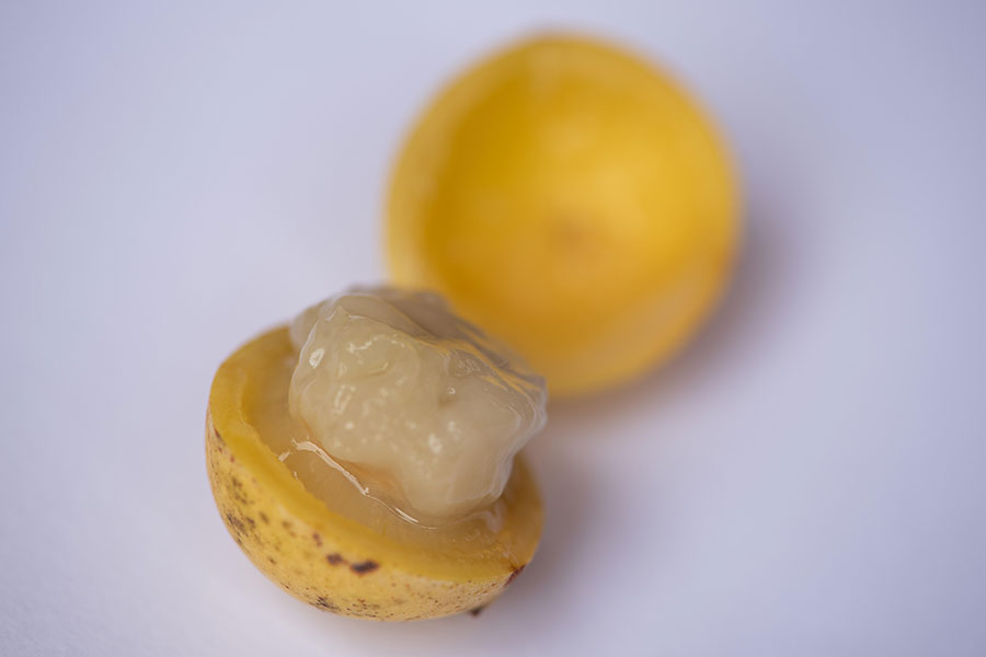 Fruto de marula