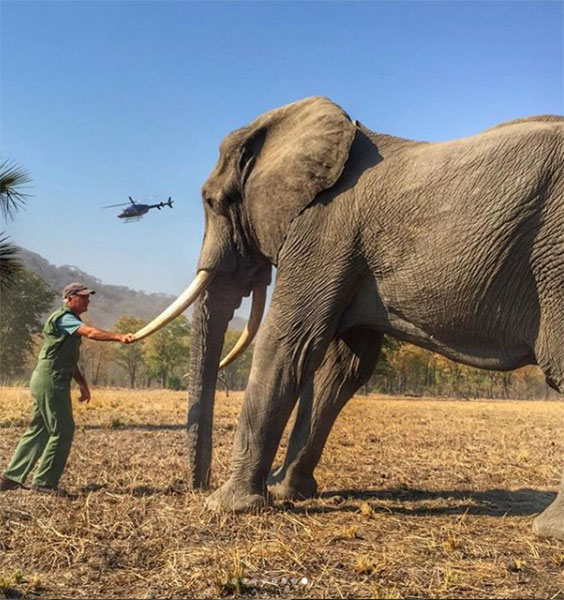 Foto del elefante y la demanda de Harry