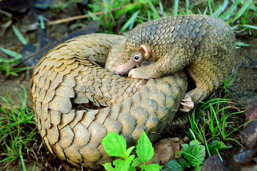 Pangolín. (Foto: Philippine Pangolin/Wikimedia Commons)