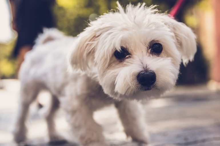 productos desinfectar mascotas