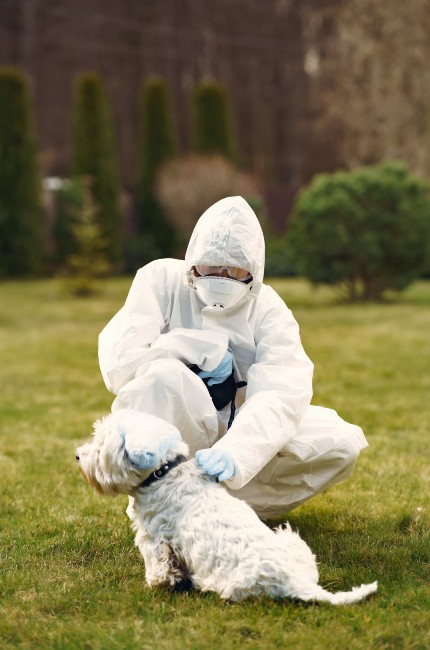 ¡Perritos podrían detectar coronavirus!