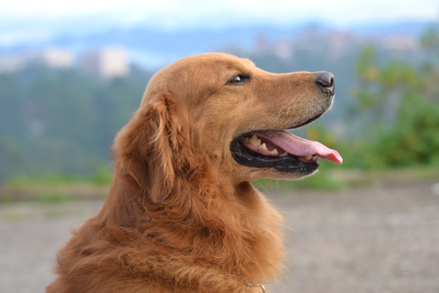 ¡Perritos podrían detectar coronavirus!