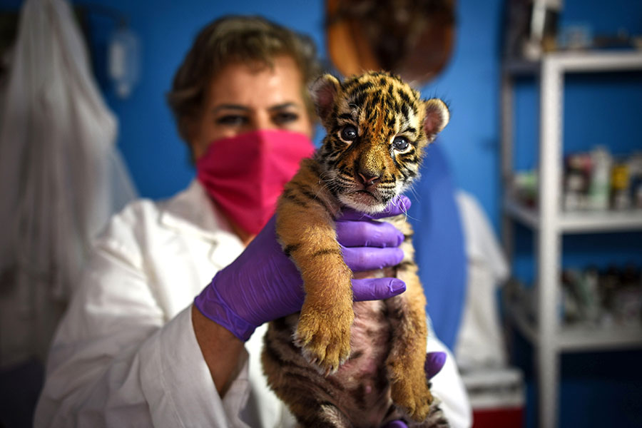 Tigre Covid