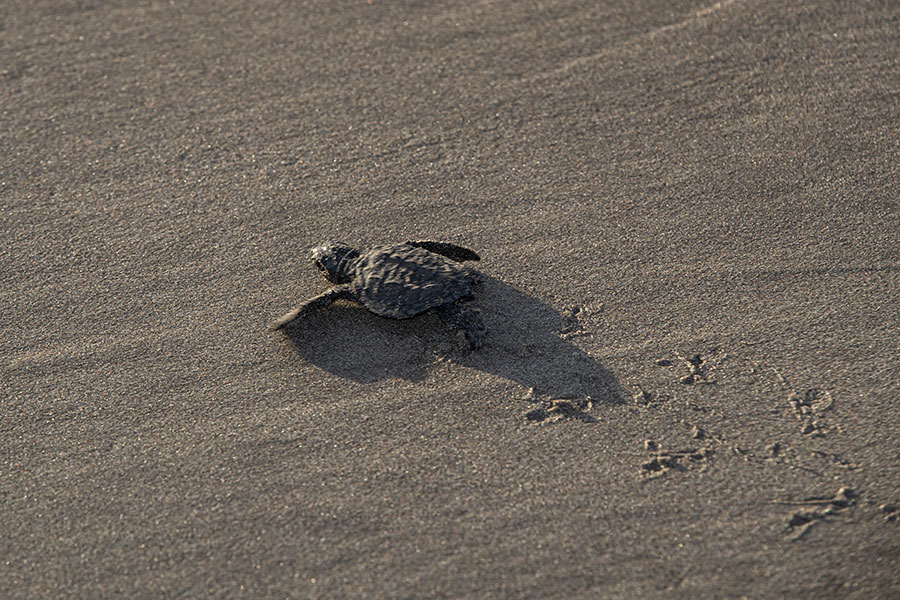 Liberación de tortugas en Acapulco