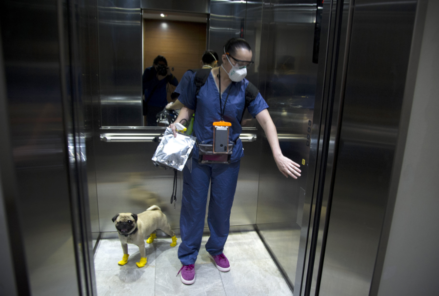 Harley, el pug terapeuta que alivia el estrés de los médicos mexicanos