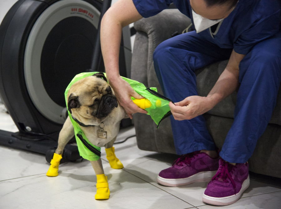 Harley, el pug terapeuta que alivia el estrés de los médicos mexicanos