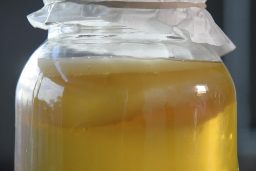 kombucha con scoby