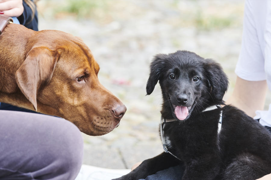 mascotas perros y gatos