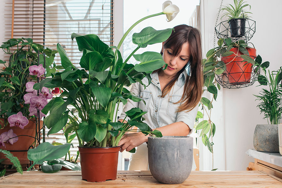 La jardinería, una terapia agradable y permanente