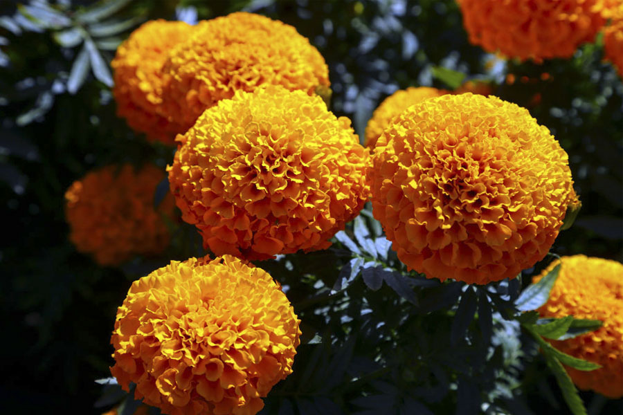flor de cempasúchil