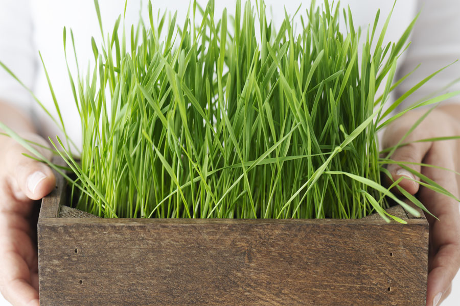 pasto de trigo