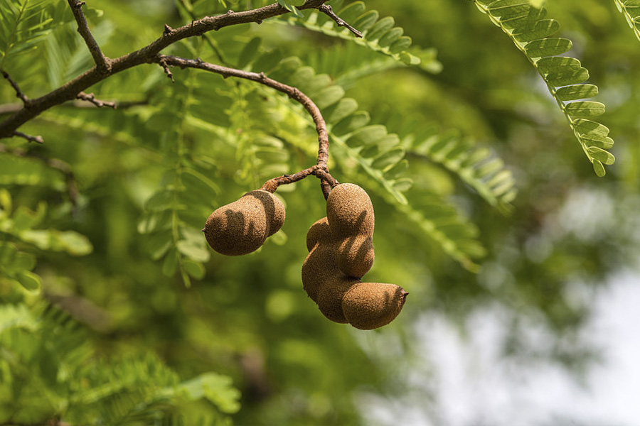 árbol de tamarindo