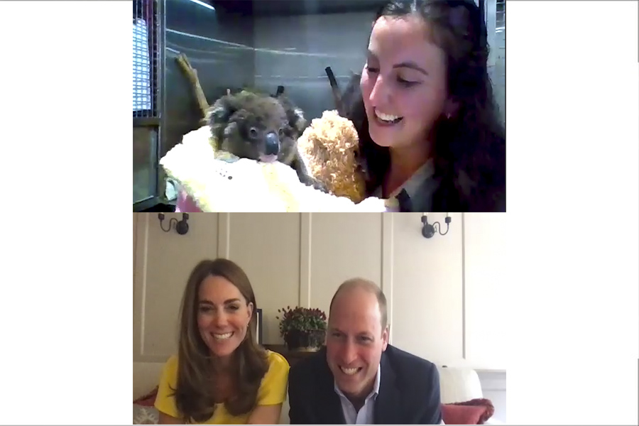 william y kate koala