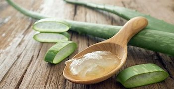 aloe vera