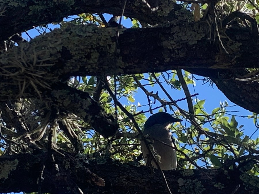 pajaro azulejo guanajuato