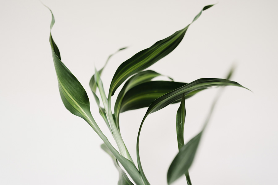 plantas reducen el estrés casa