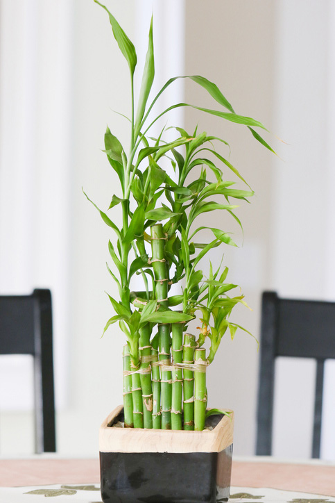 plantas reducen el estrés casa