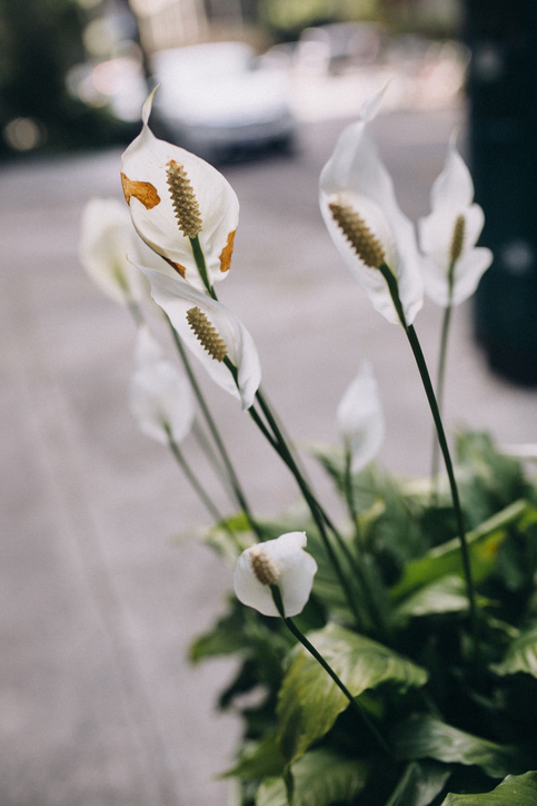 plantas reducen el estrés casa