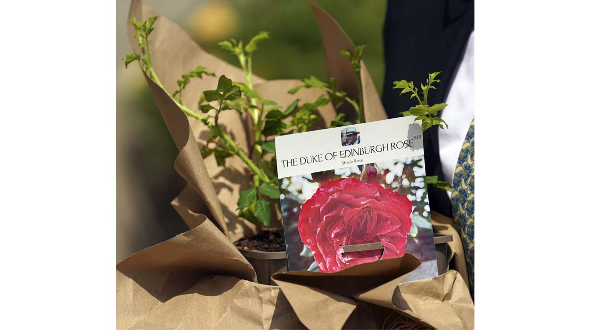 La rosa del duque de Edimburgo: a la reina Isabel II le dieron un significativo regalo por lo que habría sido el cumpleaños 100 del príncipe Felipe.